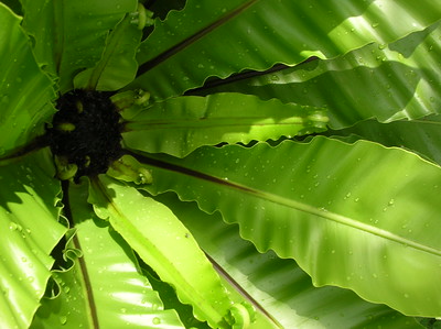 asplenium nidus